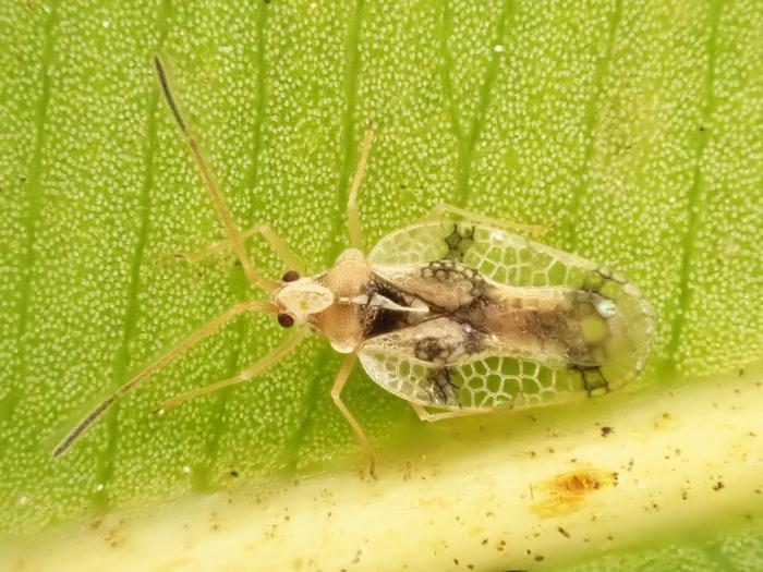 Omoplax desecta (adult)