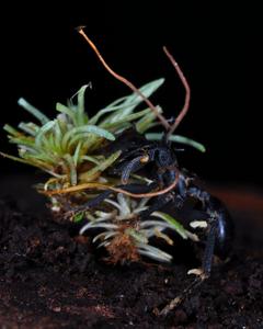 Ophiocordyceps kniphofioides in a turtle ant (Cephalotes sp.), found attached to an Octoblepharum moss