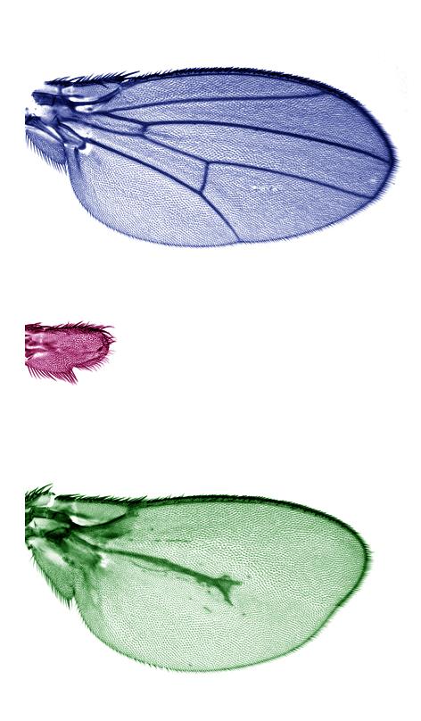 Ala de <i>Drosophila melanogaster</i>