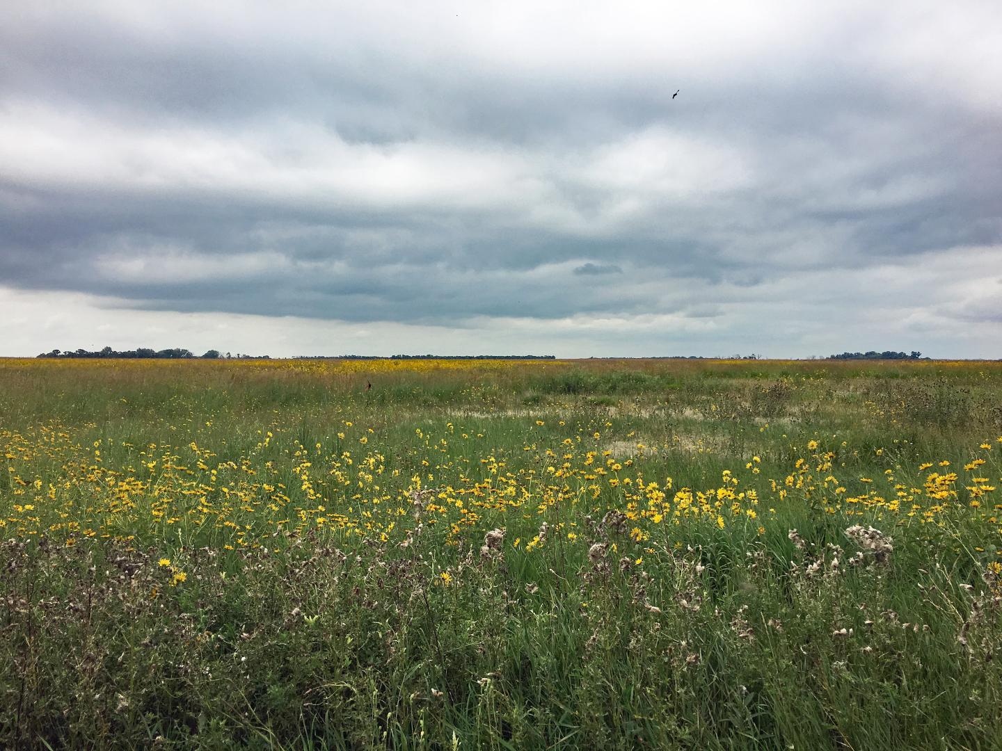 Land in the USDA Conservation Reserve Program