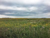 Land in the USDA Conservation Reserve Program