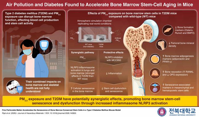 PM2.5 exposure accelerates bone marrow stem cell aging in diabetic mice