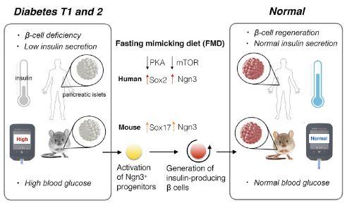 Fasting-Mimicking Diet and Diabetes