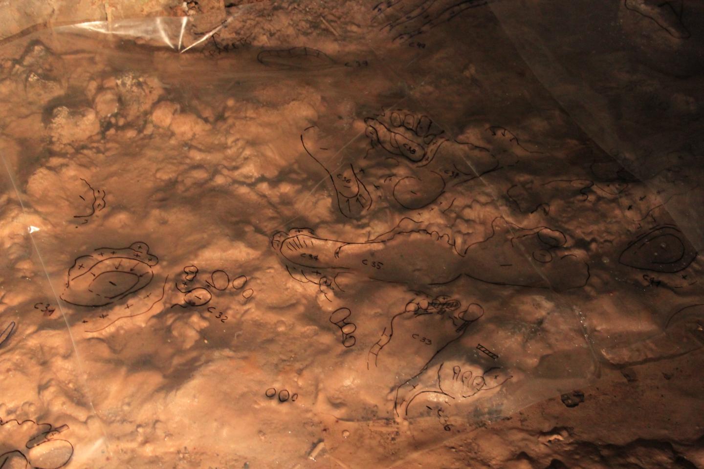 Fossil Traces