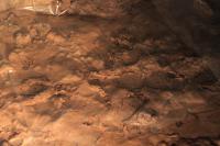 Fossil Traces
