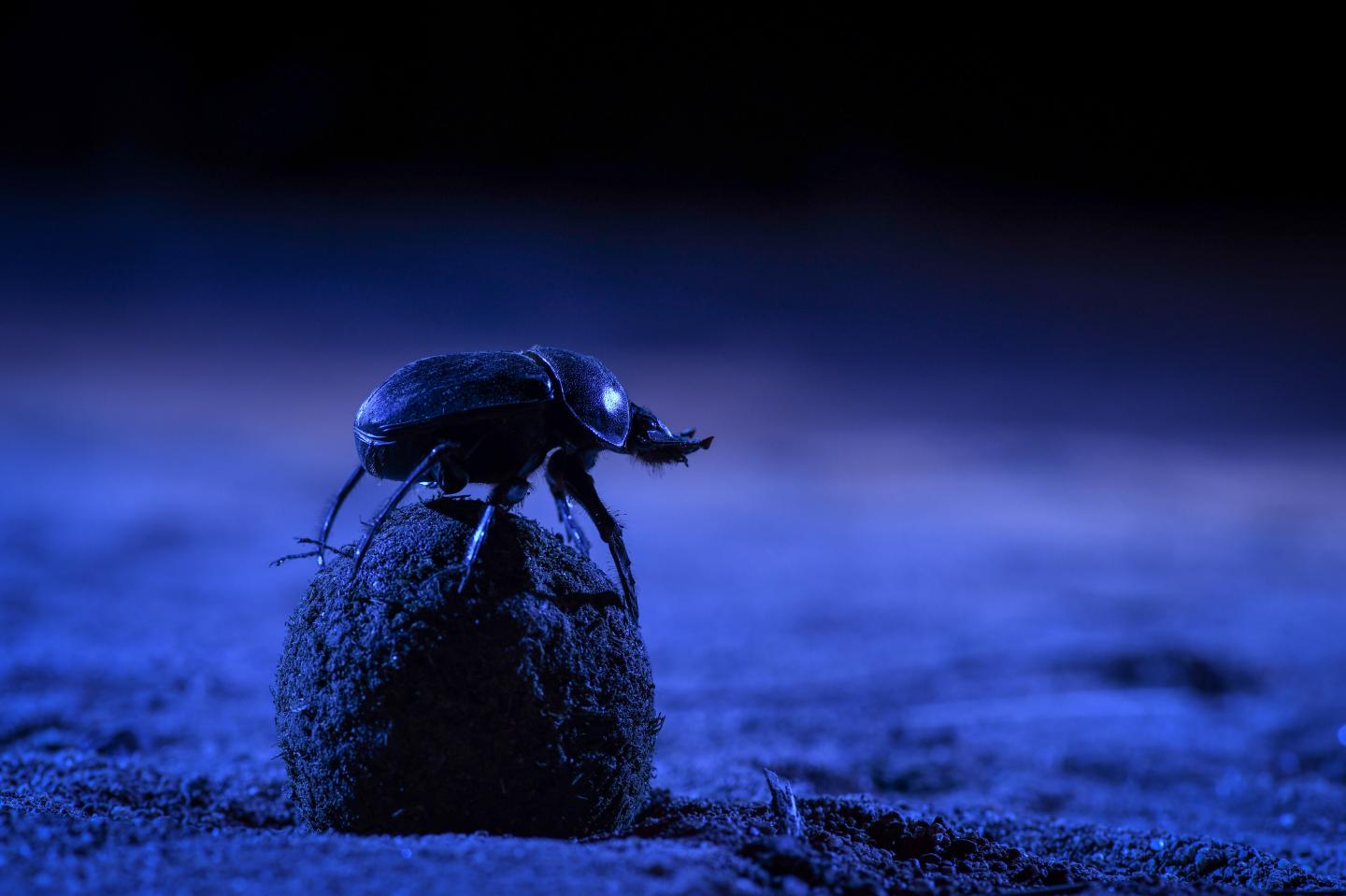 Dung Beetle