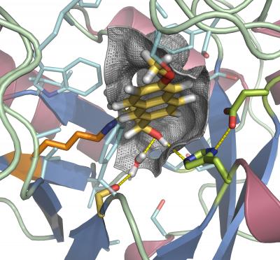 Computer Model of Enzyme Protein