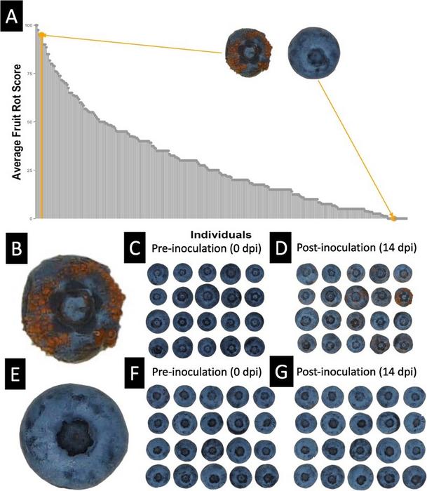 Fig.1