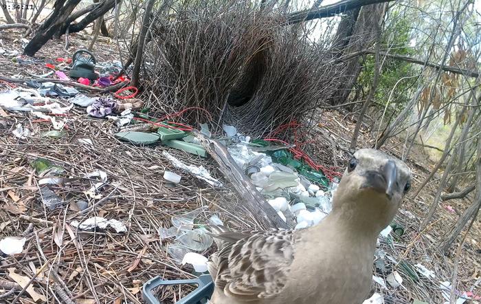 A typical bower built by male great bowerbirds in urban environments