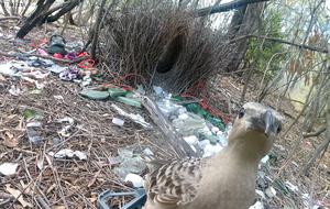 A typical bower built by male great bowerbirds in urban environments