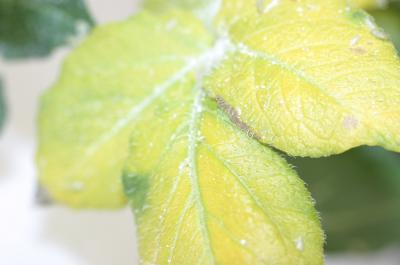 Yellowing Infected Potato Plant