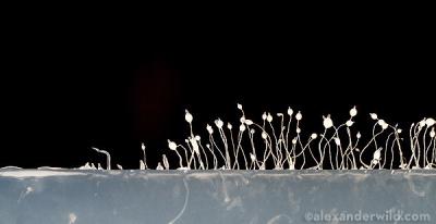 Social Amoebae Cooperating to Form Fruiting Bodies