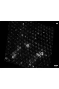 Retinal calcium waves in the developing Drosophila eye