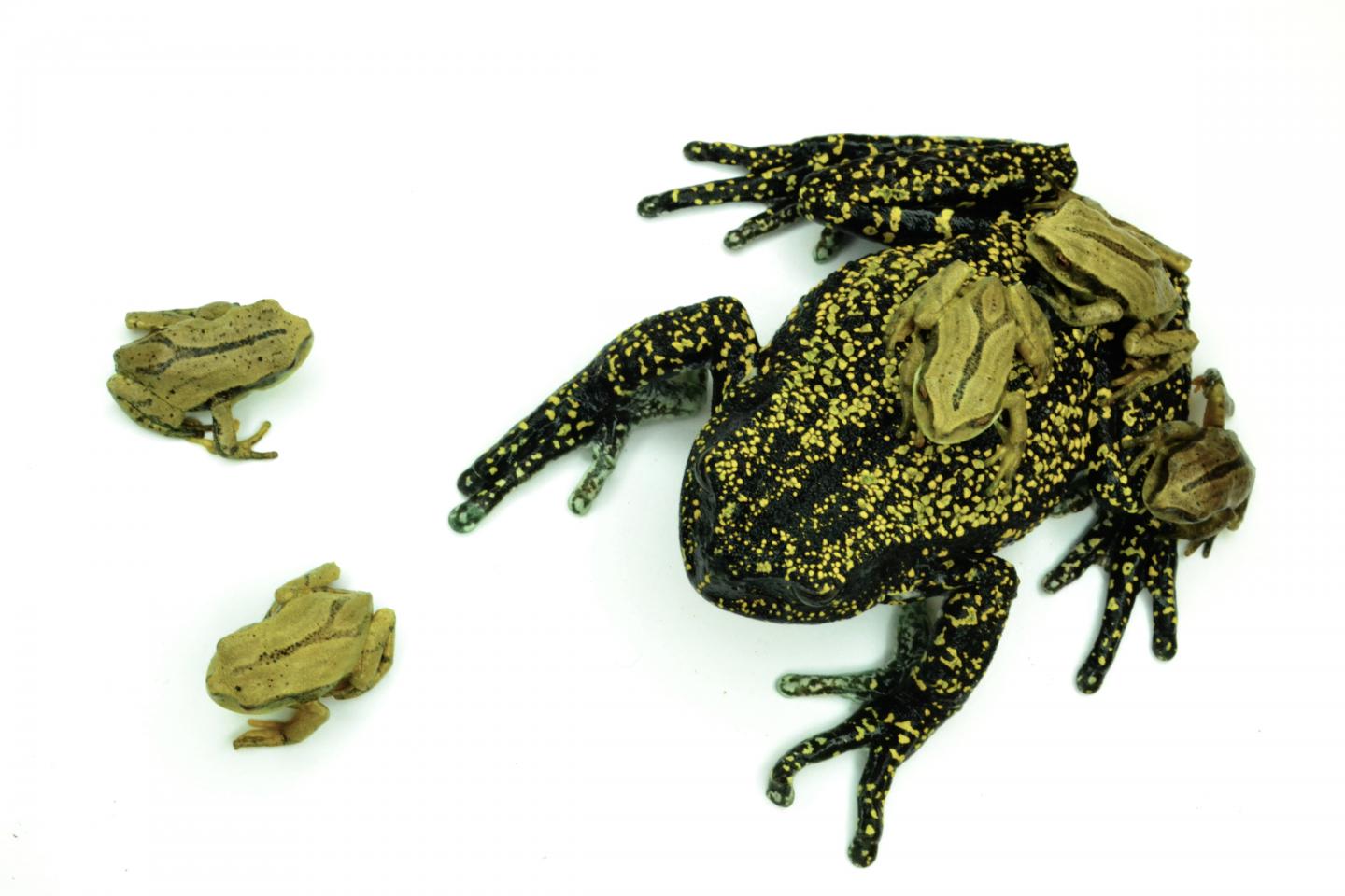Helena's Marsupial Frog, <i>Gastrotheca helenae</i>