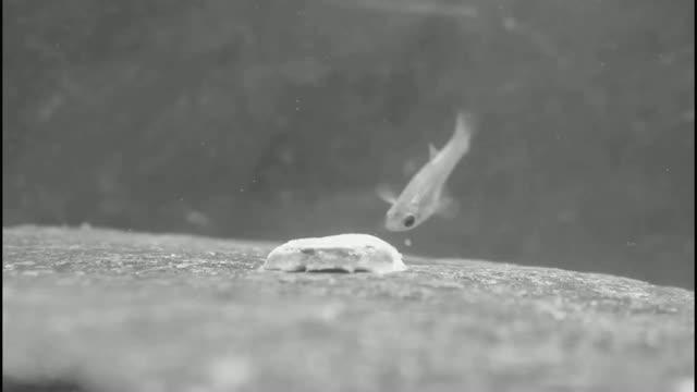 Trinidadian Guppies