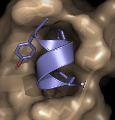 Influenza A NS1 Binding Pocket