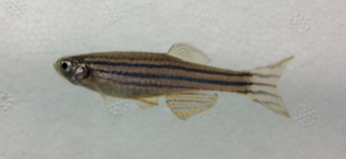 Zebrafish